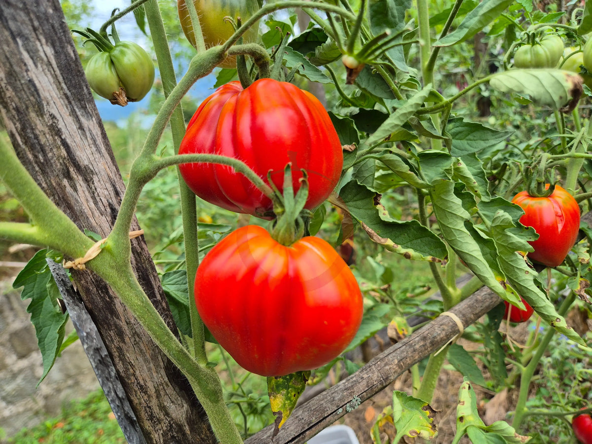 Sister Miriam DER TOMATENFLÜSTERER