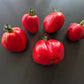 Sister Miriam DER TOMATENFLÜSTERER