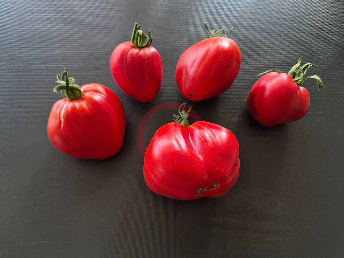 Sister Miriam DER TOMATENFLÜSTERER