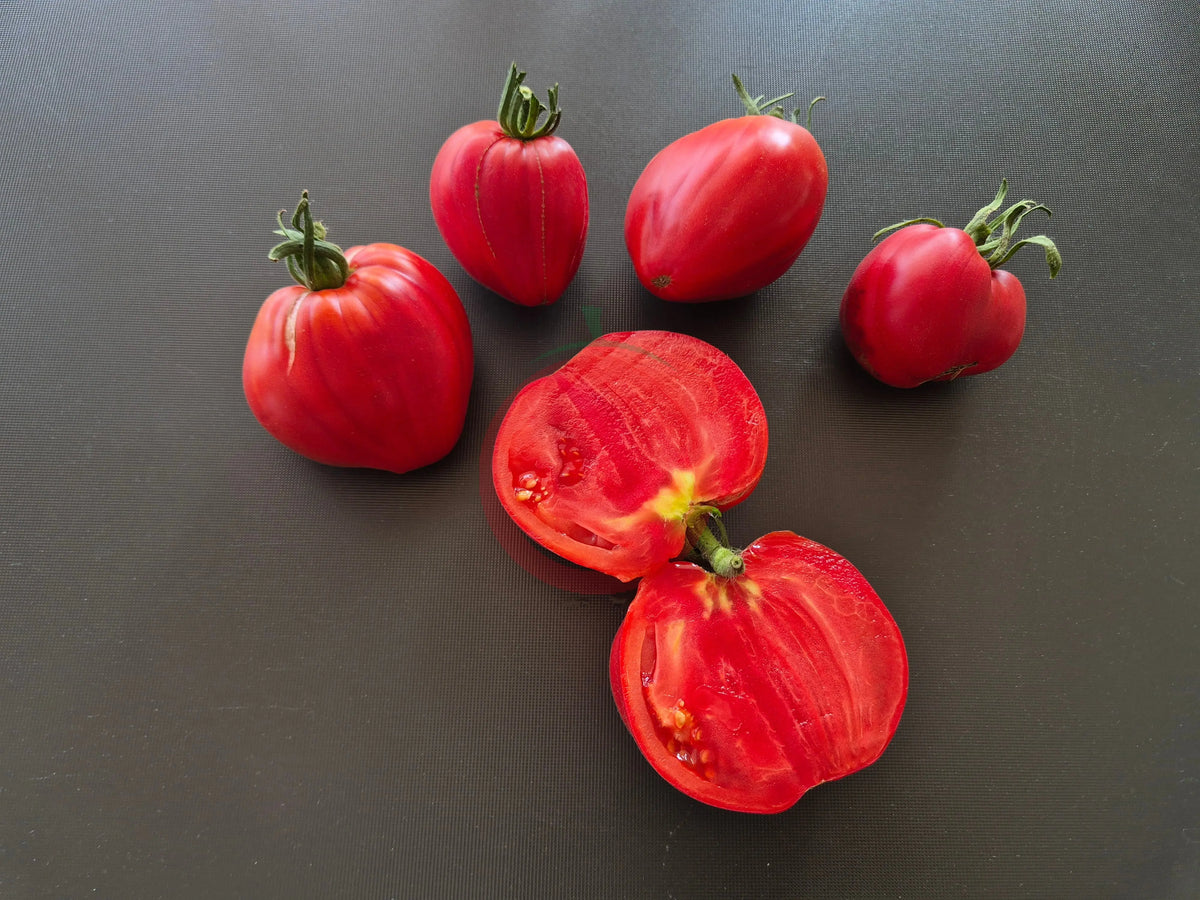 Sister Miriam DER TOMATENFLÜSTERER