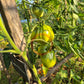 Sister Miriam DER TOMATENFLÜSTERER