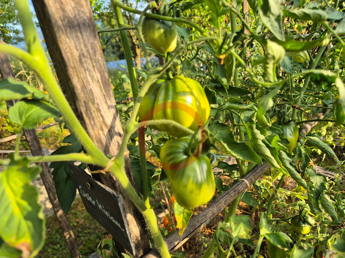 Sister Miriam DER TOMATENFLÜSTERER