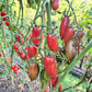 Slivka Gurman DER TOMATENFLÜSTERER