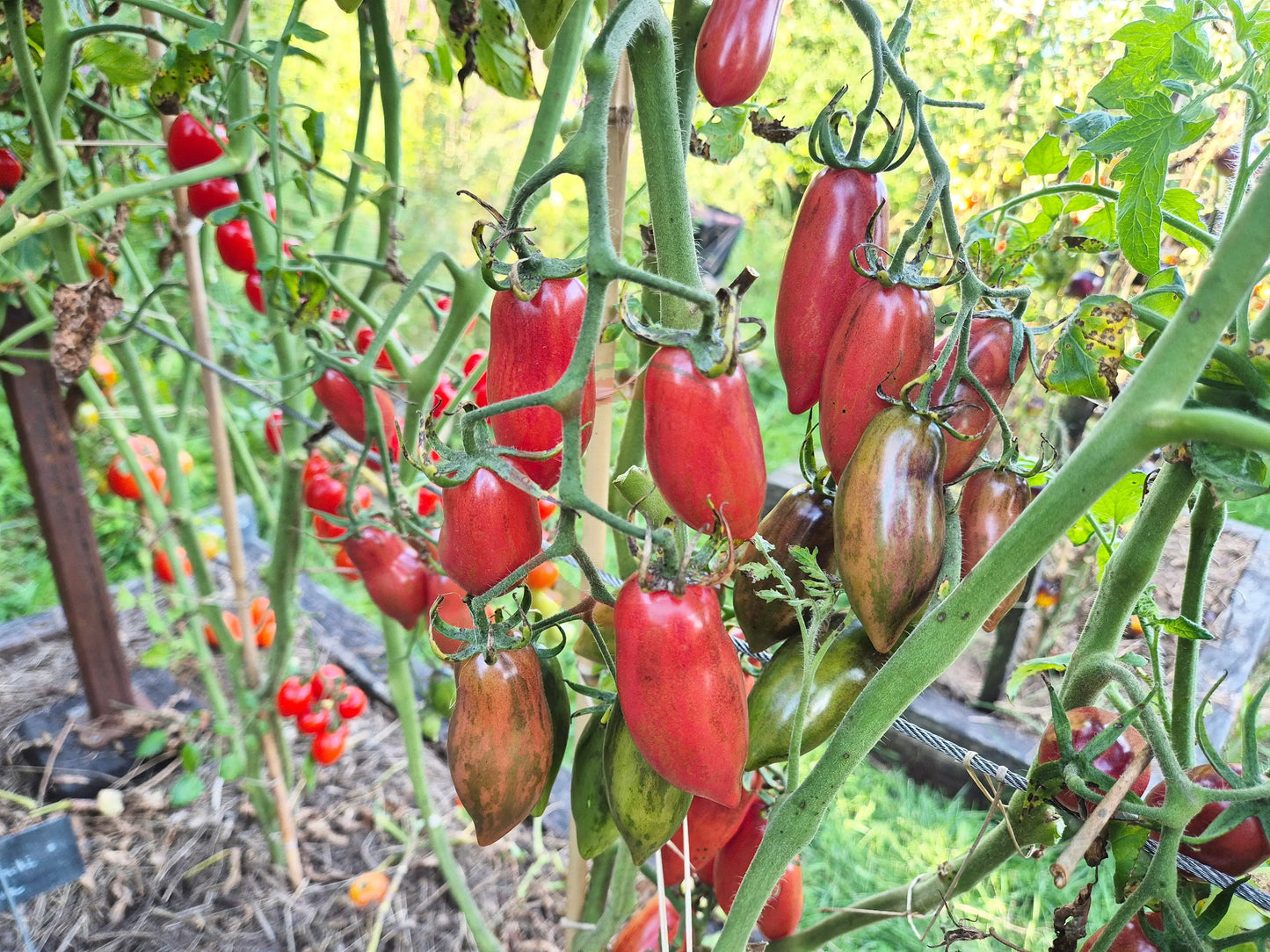 Slivka Gurman DER TOMATENFLÜSTERER