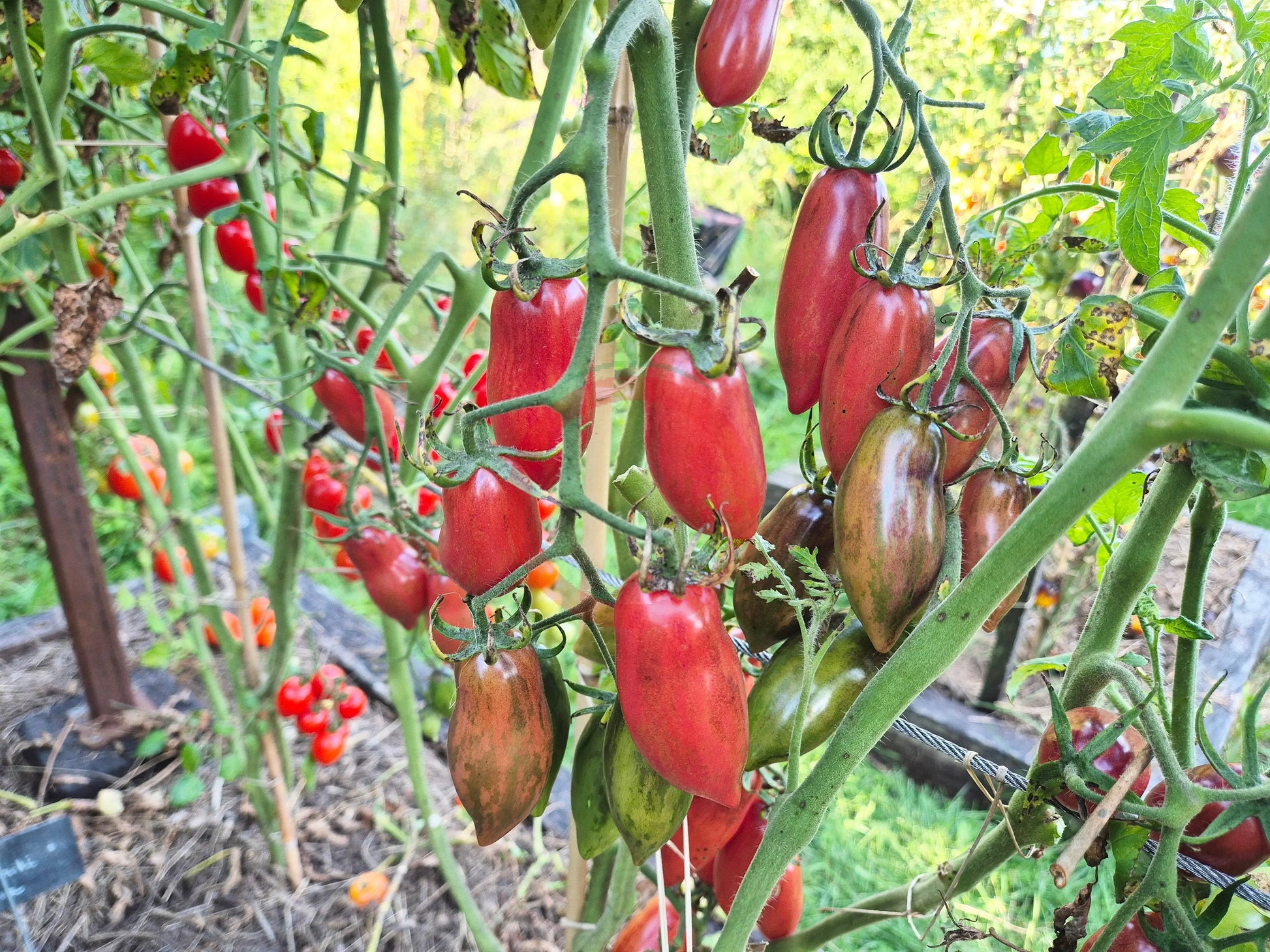 Slivka Gurman DER TOMATENFLÜSTERER