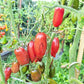 Slivka Gurman DER TOMATENFLÜSTERER