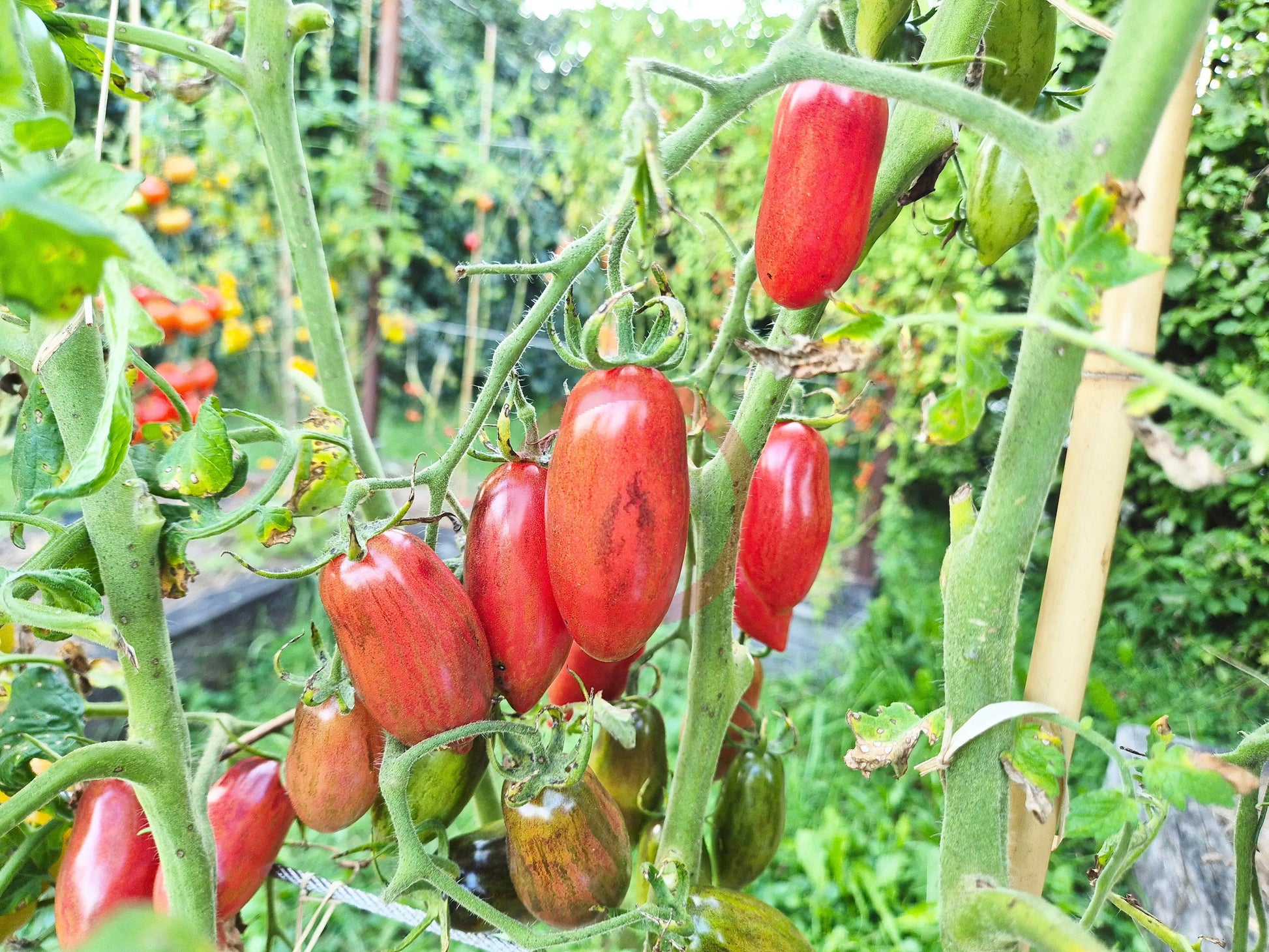 Slivka Gurman DER TOMATENFLÜSTERER