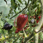 Sofias Fiery Comet DER TOMATENFLÜSTERER