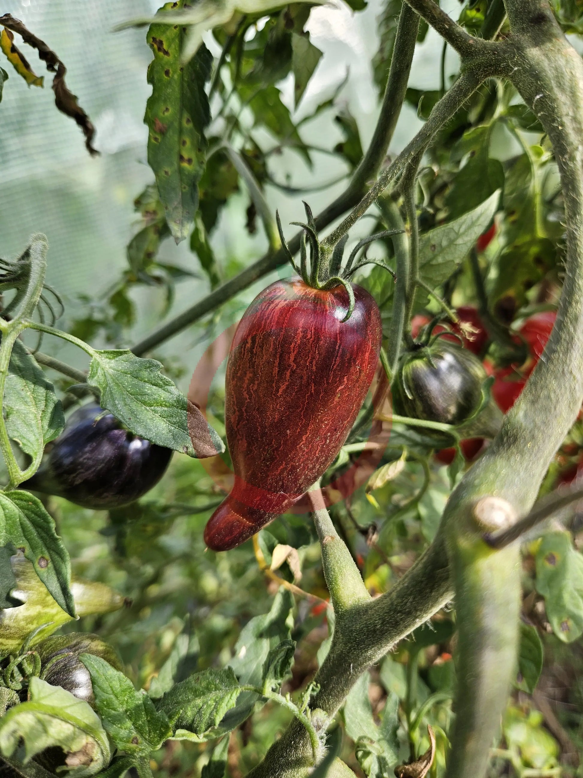 Sofias Fiery Comet DER TOMATENFLÜSTERER