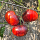 Solar Eclipse DER TOMATENFLÜSTERER