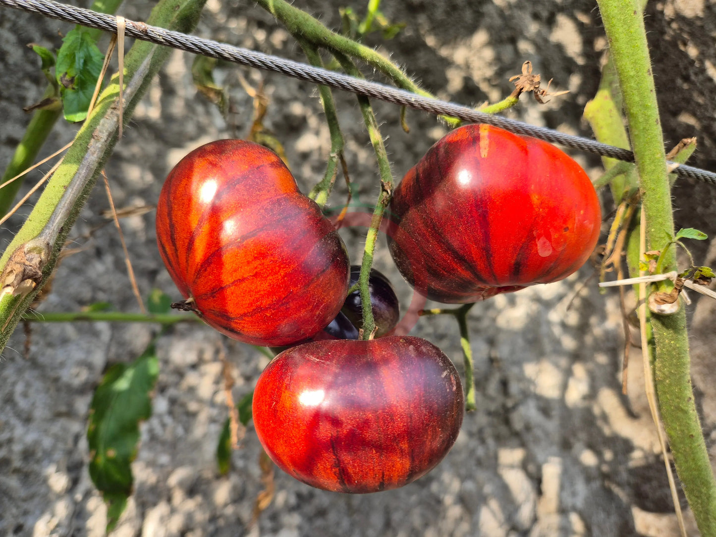 Solar Eclipse DER TOMATENFLÜSTERER