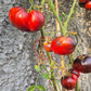 Solar Eclipse DER TOMATENFLÜSTERER