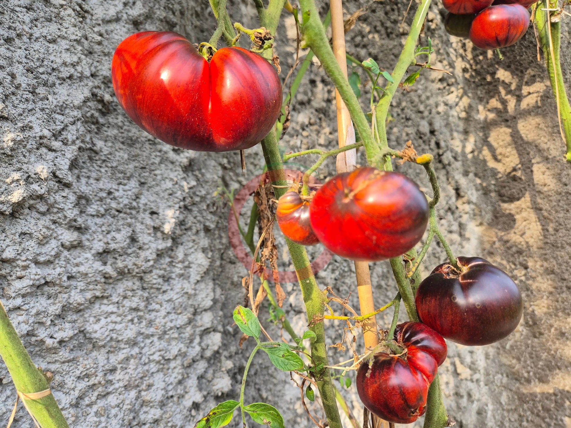 Solar Eclipse DER TOMATENFLÜSTERER