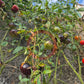 Solar Eclipse DER TOMATENFLÜSTERER
