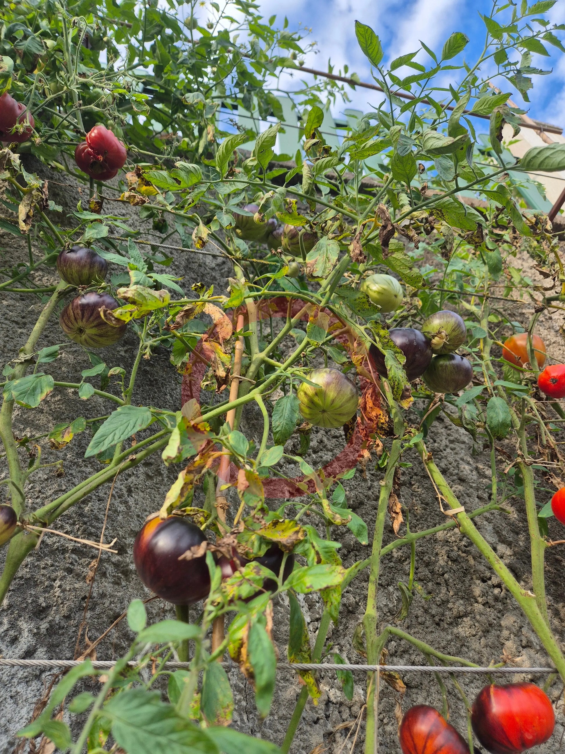 Solar Eclipse DER TOMATENFLÜSTERER