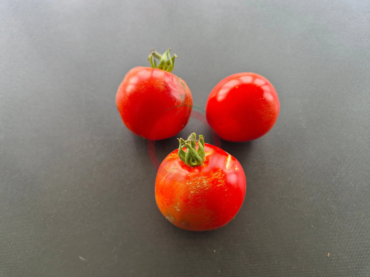 Sophie´s Choice DER TOMATENFLÜSTERER