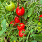 Sophie´s Choice DER TOMATENFLÜSTERER