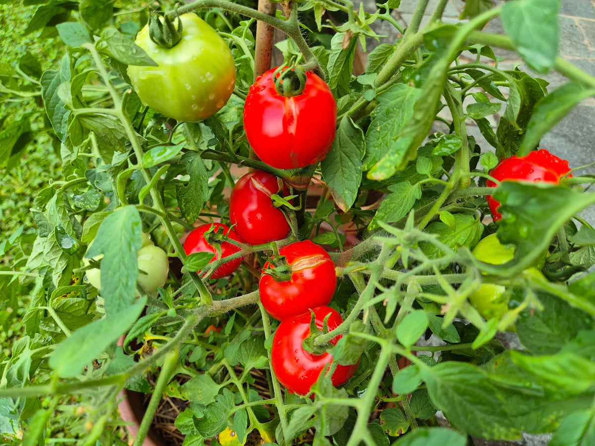 Sophie´s Choice DER TOMATENFLÜSTERER