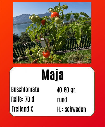 Sortenset Balkontomaten 2024 DER TOMATENFLÜSTERER