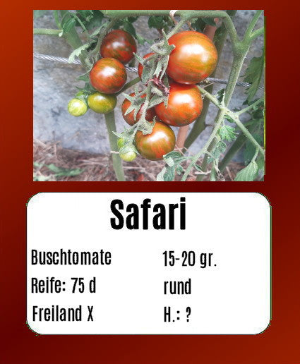 Sortenset Balkontomaten 2024 DER TOMATENFLÜSTERER