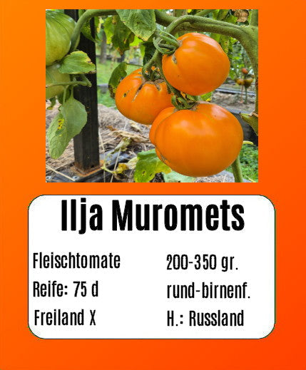 Sortenset Bunte Fleischtomaten 2025 DER TOMATENFLÜSTERER