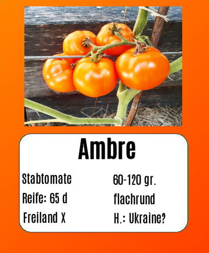 Sortenset Bunte Salattomaten 2024 DER TOMATENFLÜSTERER