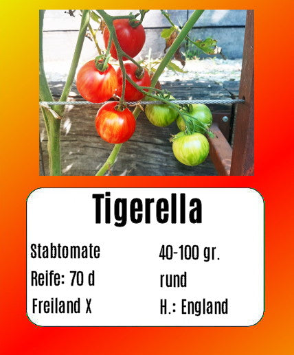 Sortenset Bunte Salattomaten 2024 DER TOMATENFLÜSTERER