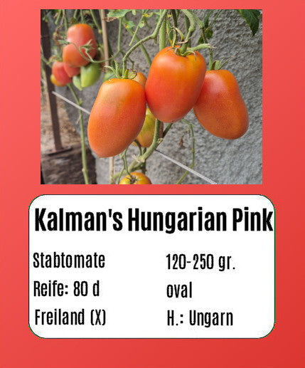 Sortenset Bunte Salattomaten 2025 DER TOMATENFLÜSTERER