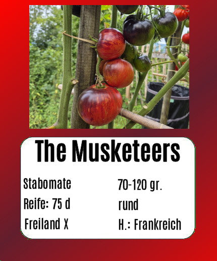 Sortenset Bunte Salattomaten 2025 DER TOMATENFLÜSTERER