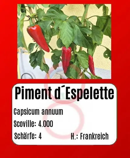Sortenset Chilis 2024 DER TOMATENFLÜSTERER