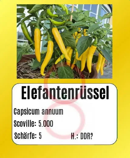 Sortenset Chilis 2024 DER TOMATENFLÜSTERER
