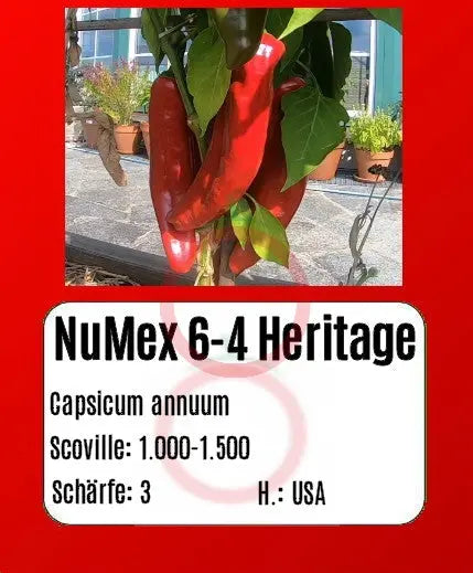Sortenset Chilis 2024 DER TOMATENFLÜSTERER