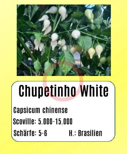 Sortenset Chilis 2024 DER TOMATENFLÜSTERER