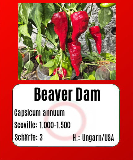 Sortenset Chilis 2025 DER TOMATENFLÜSTERER