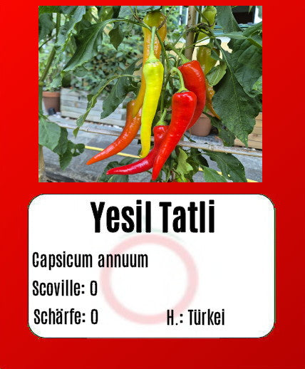 Sortenset Paprika 2024 DER TOMATENFLÜSTERER