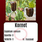 Sortenset Paprika 2024 DER TOMATENFLÜSTERER