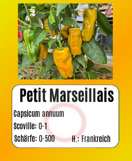 Sortenset Paprika 2025 DER TOMATENFLÜSTERER