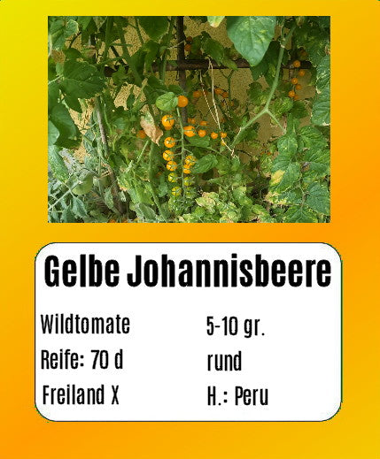 Sortenset Robuste Freilandsorten 2025 DER TOMATENFLÜSTERER