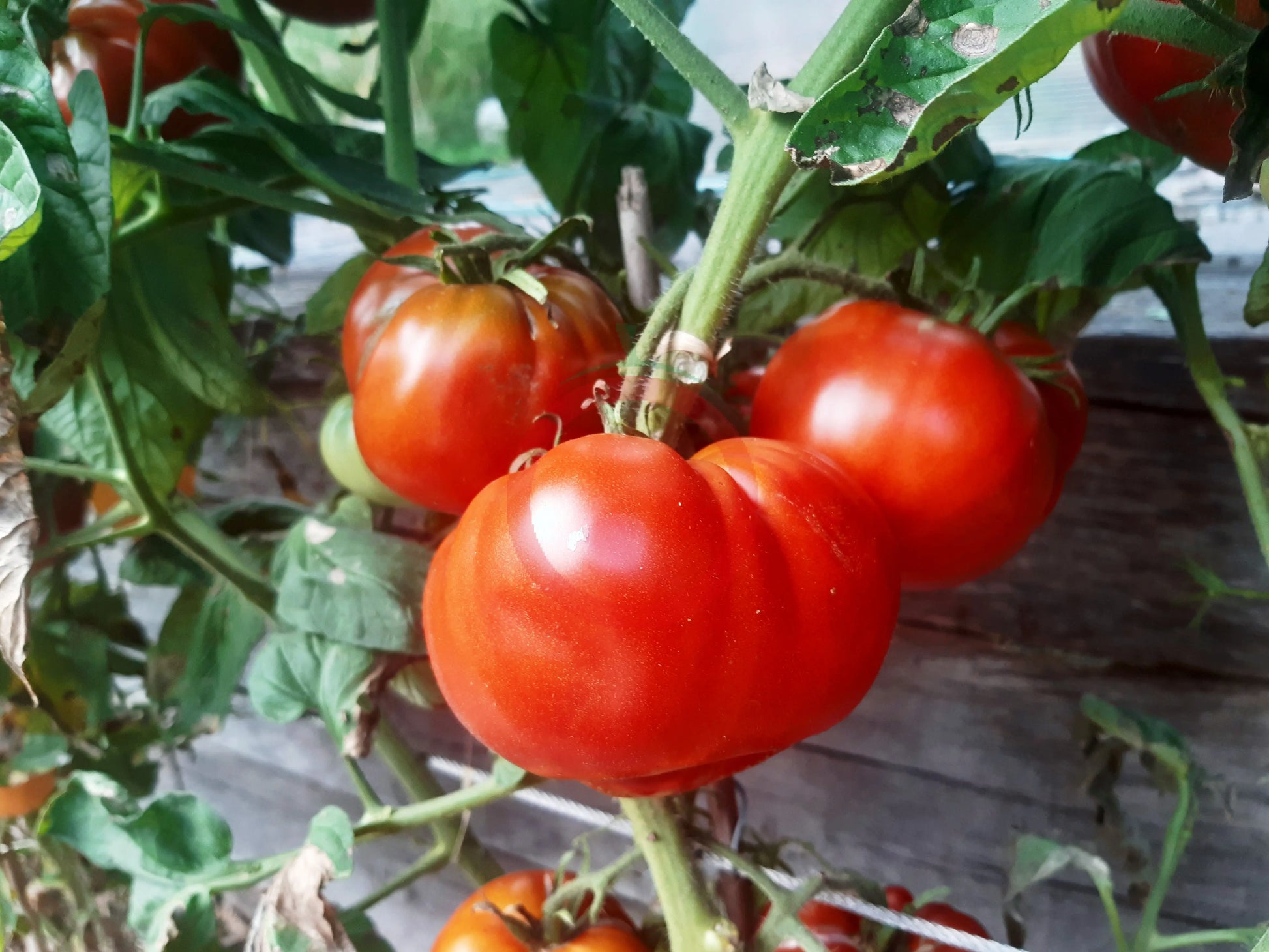 South African Black Mystery DER TOMATENFLÜSTERER