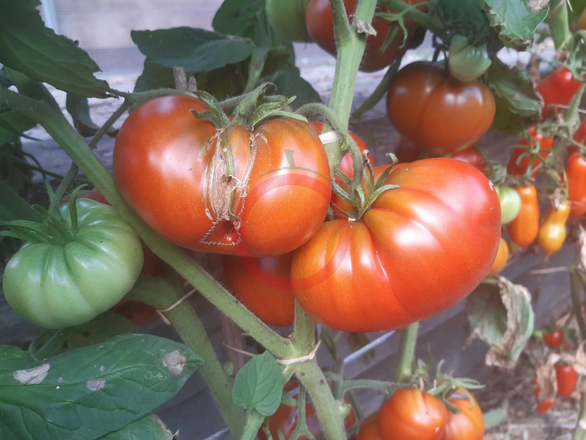 South African Black Mystery DER TOMATENFLÜSTERER