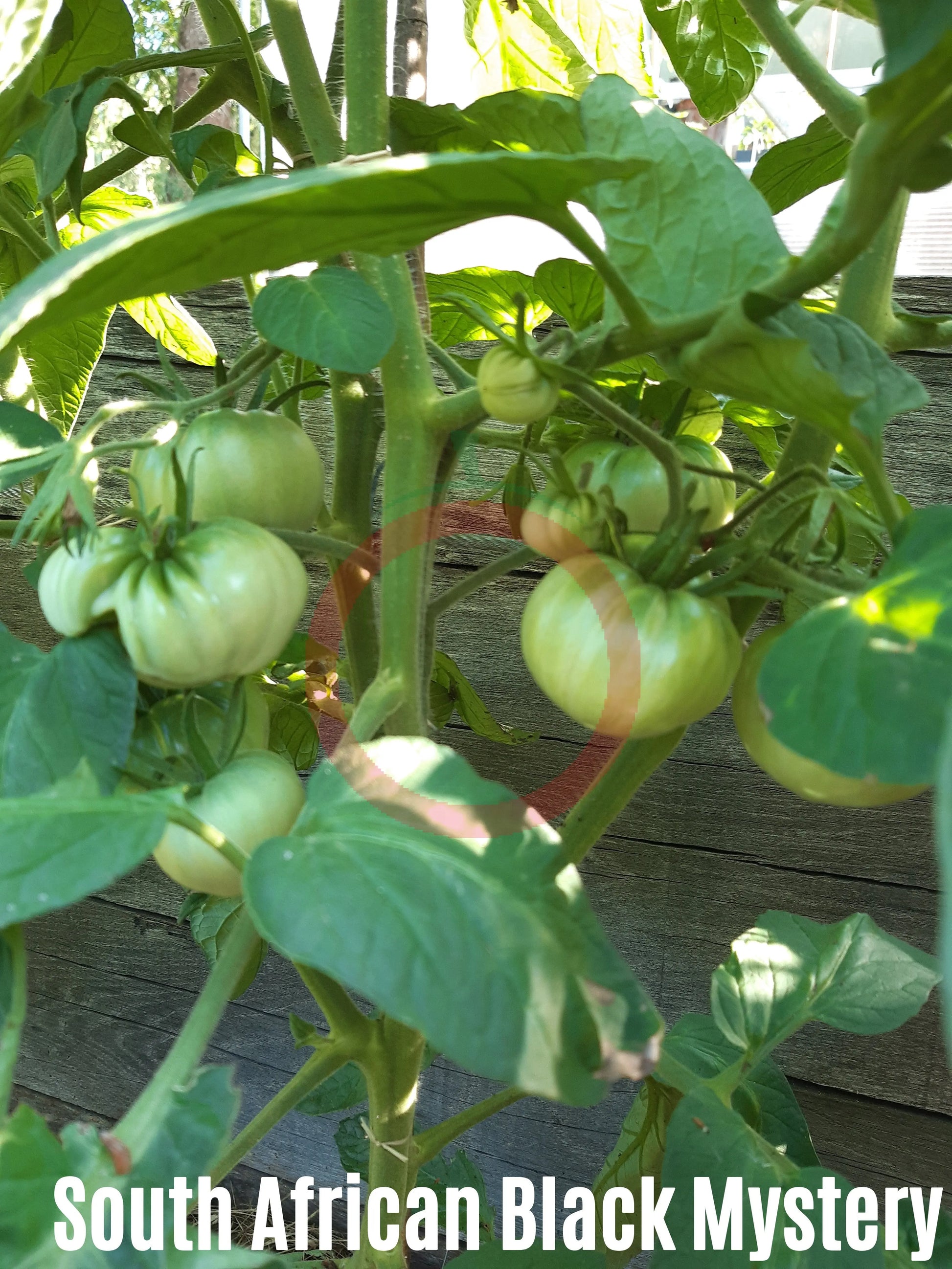 South African Black Mystery DER TOMATENFLÜSTERER