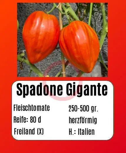 Spadone Gigante DER TOMATENFLÜSTERER