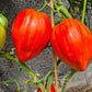 Spadone Gigante DER TOMATENFLÜSTERER