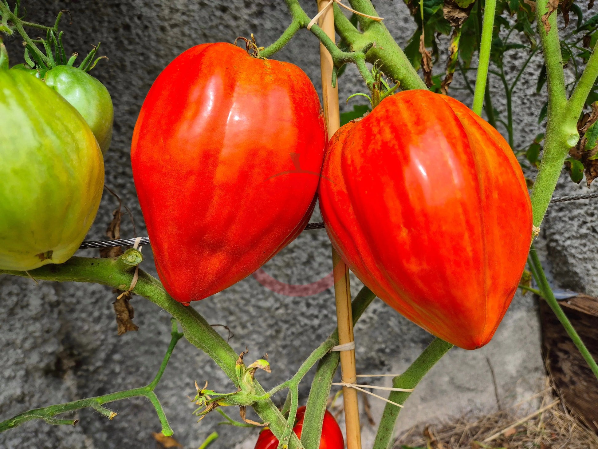 Spadone Gigante DER TOMATENFLÜSTERER