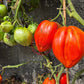 Spadone Gigante DER TOMATENFLÜSTERER