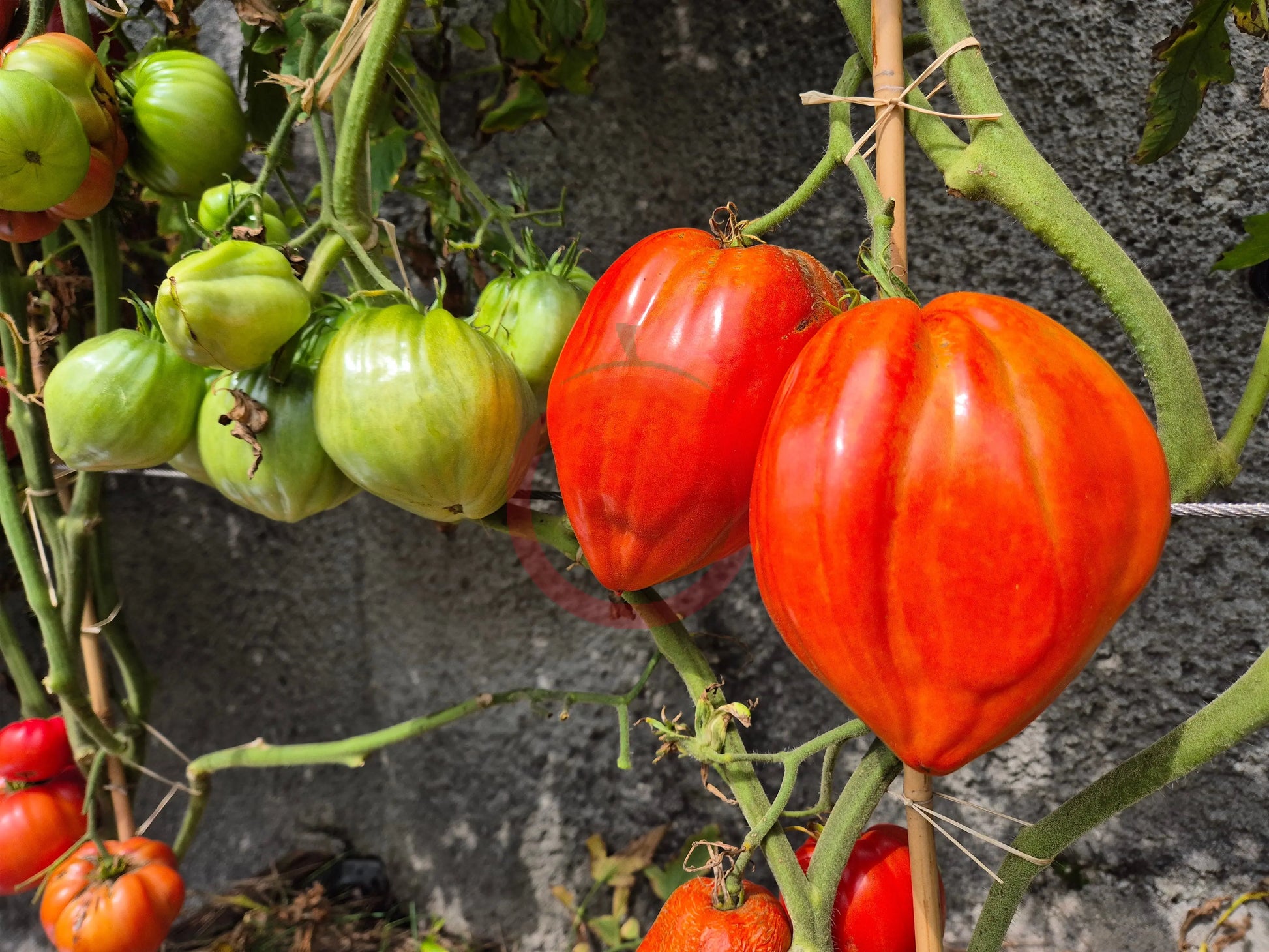 Spadone Gigante DER TOMATENFLÜSTERER