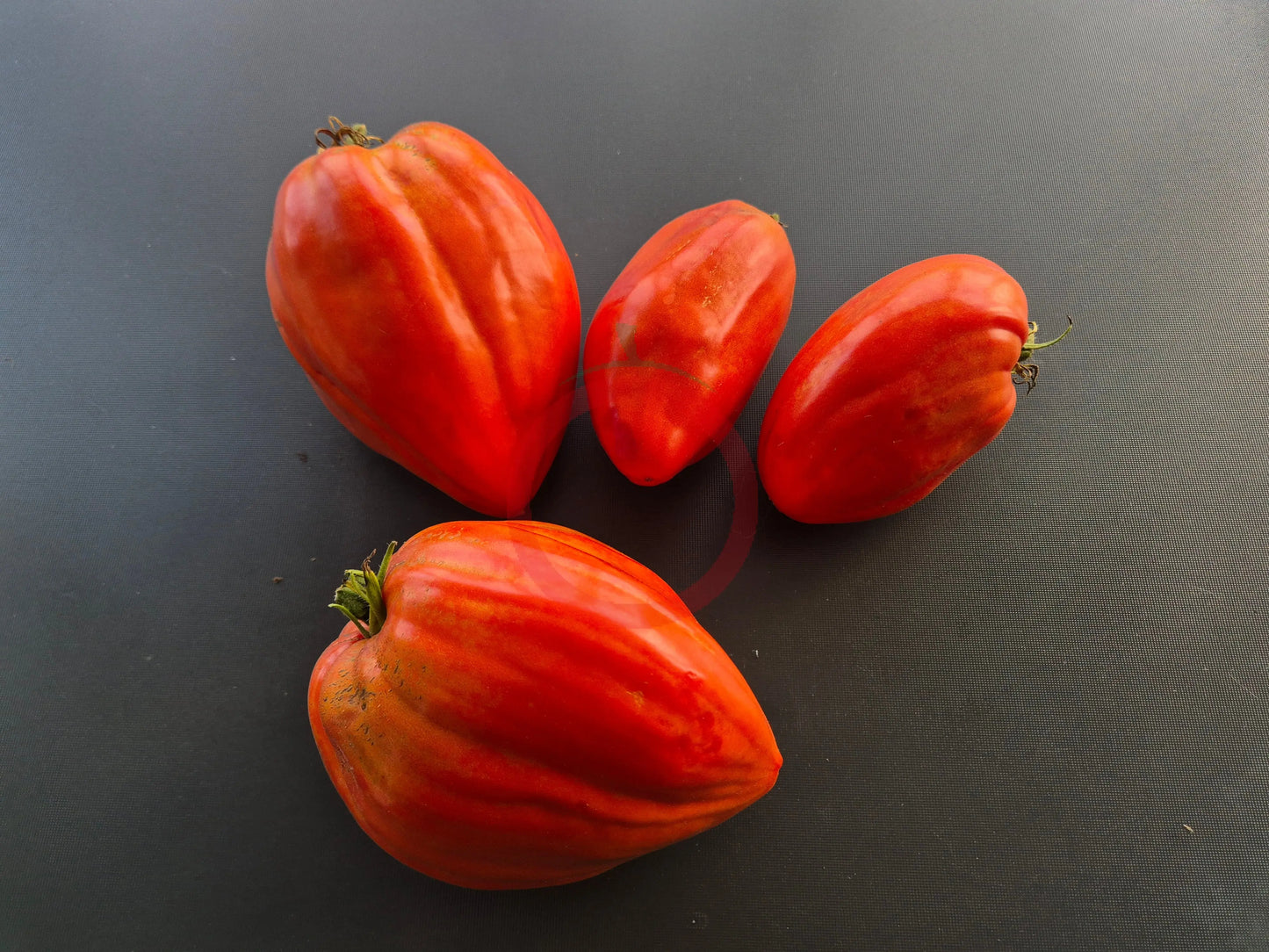 Spadone Gigante DER TOMATENFLÜSTERER