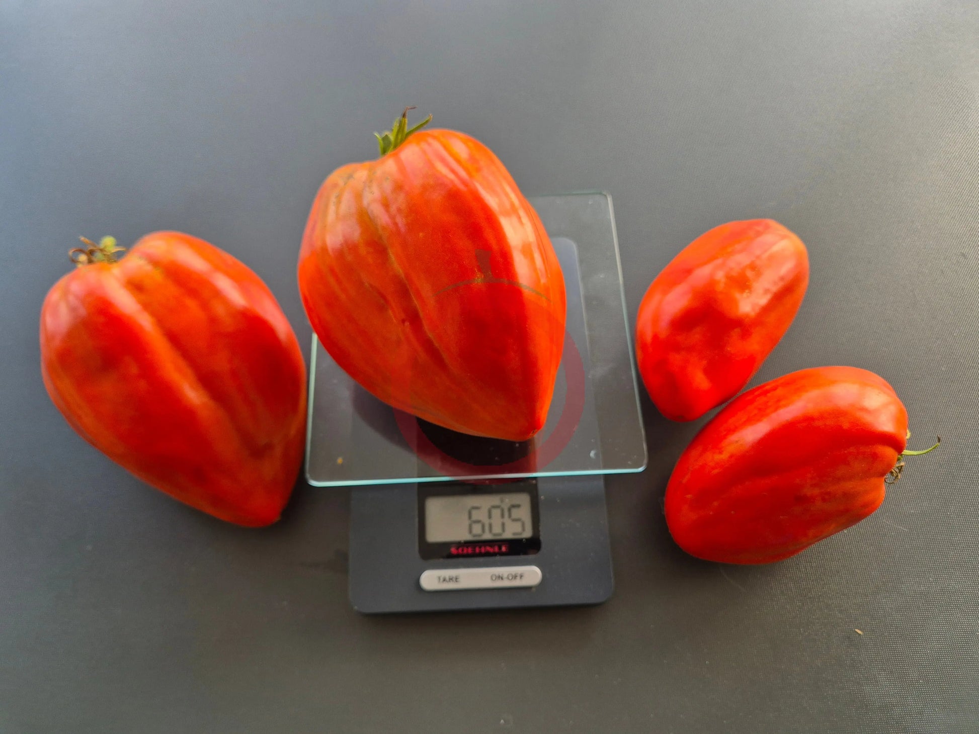 Spadone Gigante DER TOMATENFLÜSTERER