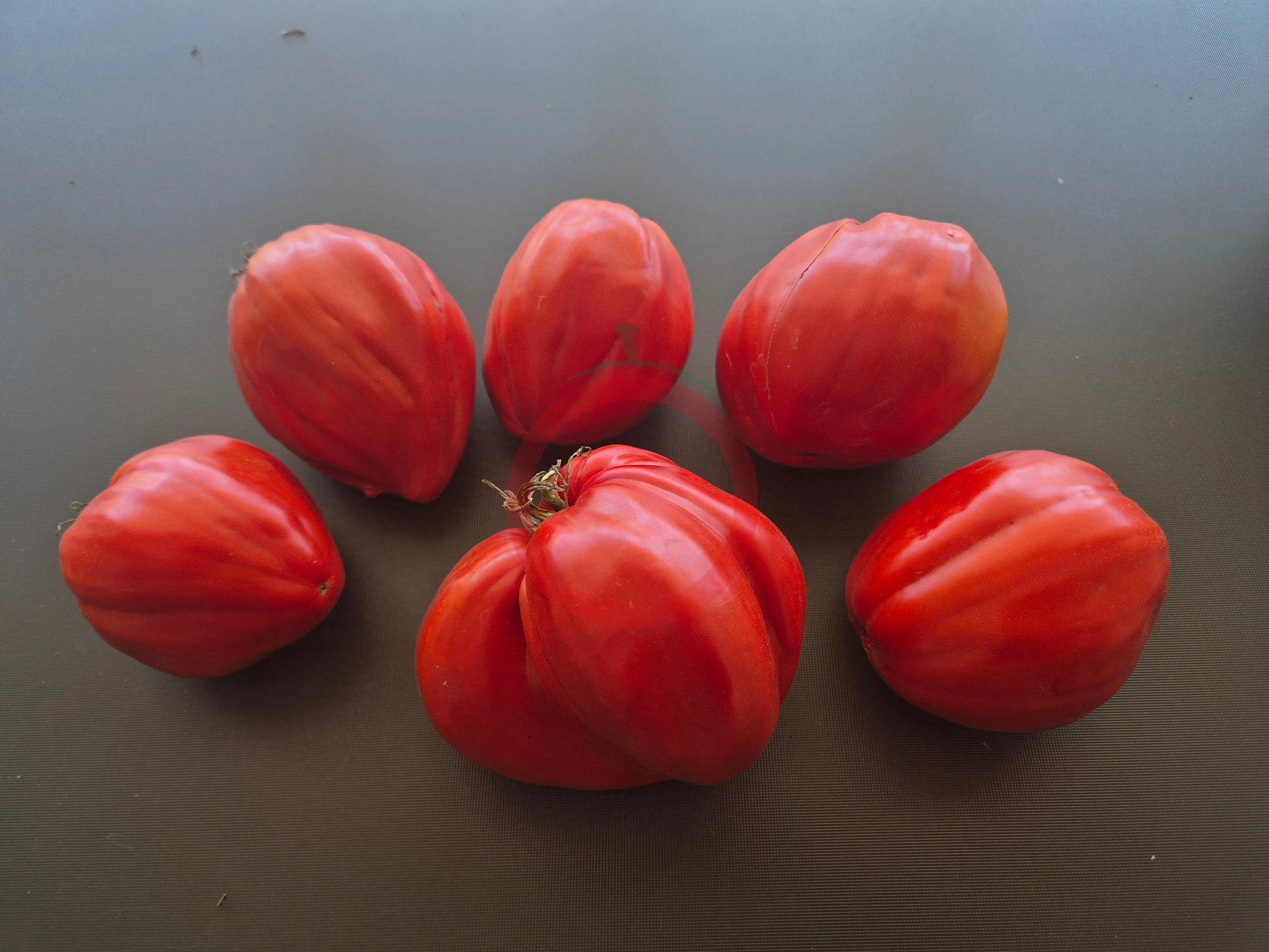 Spadone Gigante DER TOMATENFLÜSTERER