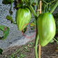 Spadone Gigante DER TOMATENFLÜSTERER
